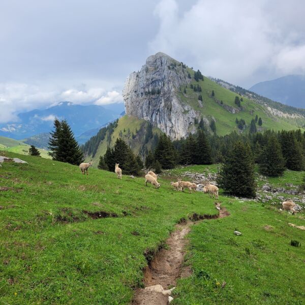 Tour sauvage au départ du plateau des Glières