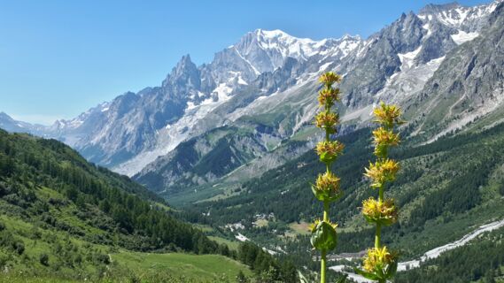 Trek - Tour du Mont-Blanc