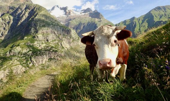 Trek - Tour du Mont-Blanc